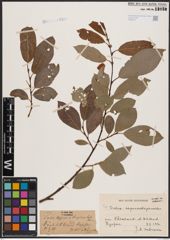 Foto von Salix caprea L. x Salix daphnoides Vill.